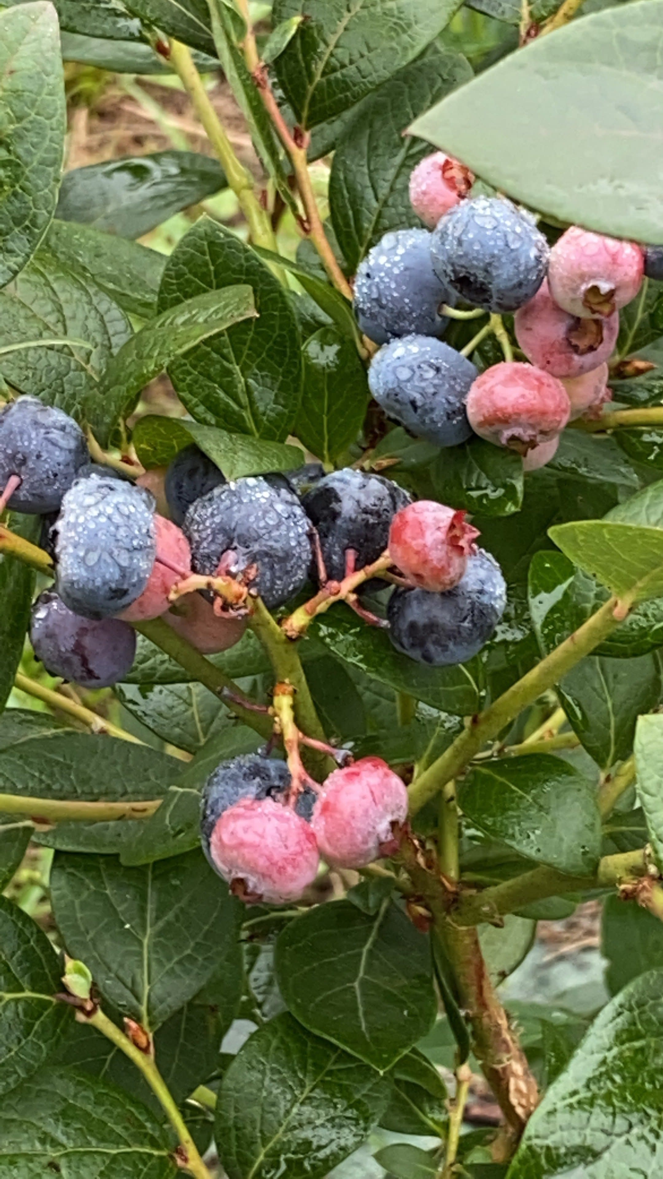 fruta de temporada ecologica